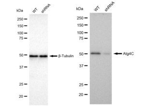 KD-Validated Anti Atg4C Antibody, clone 23GB670, Rabbit Monoclonal clone 23GB670, recombinant rabbit monoclonal, expressed in HEK293 cells