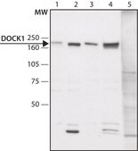 Anti-DOCK1 (C-terminal region) antibody produced in rabbit ~1.5 mg/mL, affinity isolated antibody, buffered aqueous solution