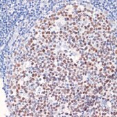 Anti-DNMT1 antibody produced in rabbit