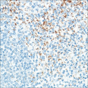 Anti-CD42B antibody, Rabbit monoclonal clone SP202, recombinant, expressed in proprietary host, affinity isolated antibody