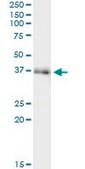 Monoclonal Anti-FAM62B antibody produced in mouse clone 4C3, purified immunoglobulin, buffered aqueous solution