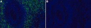 Anti-FUT4/CD15 Antibody, clone 1H4 ZooMAb&#174; Rabbit Monoclonal recombinant, expressed in HEK 293 cells