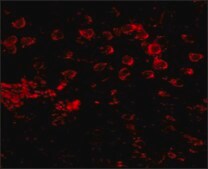 Anti-MATN4 antibody produced in rabbit affinity isolated antibody, buffered aqueous solution