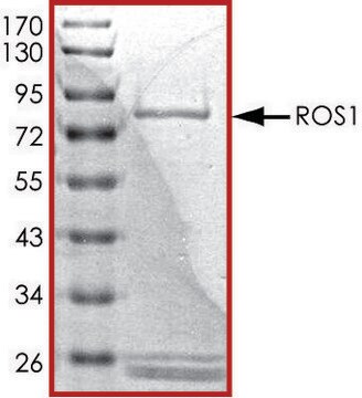 ROS1（1883-端），活性，GST 标记 人 PRECISIO&#174; Kinase, recombinant, expressed in baculovirus infected Sf9 cells, &#8805;70% (SDS-PAGE), buffered aqueous glycerol solution