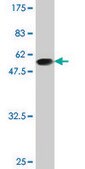 Monoclonal Anti-BIN3 antibody produced in mouse clone 1H8, purified immunoglobulin, buffered aqueous solution