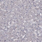 Anti-FAM53A antibody produced in rabbit Prestige Antibodies&#174; Powered by Atlas Antibodies, affinity isolated antibody, buffered aqueous glycerol solution