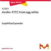 Avidin–FITC from egg white lyophilized powder