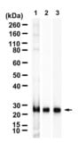 Anti-MOG Antibody, clone 2I9 ZooMAb® Rabbit Monoclonal recombinant, expressed in HEK 293 cells