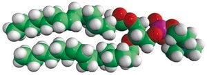 16:1 (&#916;9-Cis) PC 1,2-dipalmitoleoyl-sn-glycero-3-phosphocholine, powder