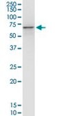 Monoclonal Anti-PHACTR2 antibody produced in mouse clone 1B12, purified immunoglobulin, buffered aqueous solution