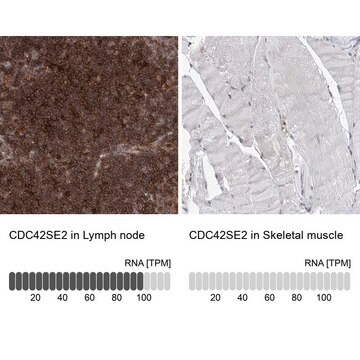 Anti-CDC42SE2 antibody produced in rabbit affinity isolated antibody, buffered aqueous glycerol solution