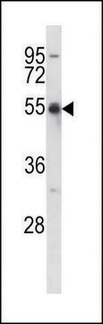 ANTI-KCNA2 (C-TERM) antibody produced in rabbit IgG fraction of antiserum, buffered aqueous solution