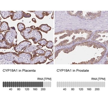 抗-CYP19A1 兔抗 Prestige Antibodies&#174; Powered by Atlas Antibodies, affinity isolated antibody, buffered aqueous glycerol solution