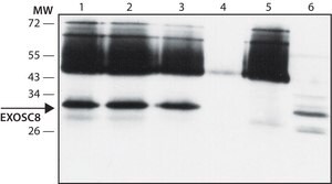 Anti-EXOSC8 (N-terminal) antibody produced in rabbit ~1.0 mg/mL, affinity isolated antibody
