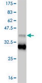 ANTI-TBX18 antibody produced in mouse clone 4D3, purified immunoglobulin, buffered aqueous solution
