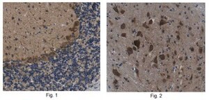 Anti-WWOX Antibody, clone 12G5 clone 12G5, from rat