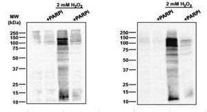 抗-泛腺苷二磷酸核糖结合试剂 from Escherichia coli