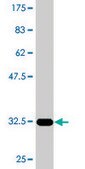 Monoclonal Anti-CITED4 antibody produced in mouse clone 4F6, purified immunoglobulin, buffered aqueous solution