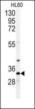 Anti-NTF5 (C-term) antibody produced in rabbit saturated ammonium sulfate (SAS) precipitated, buffered aqueous solution