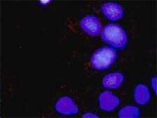 Monoclonal Anti-SOS1 antibody produced in mouse clone 4C1, purified immunoglobulin, buffered aqueous solution