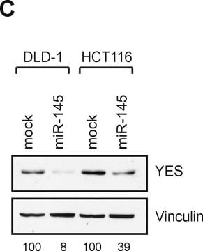 Monoclonal Anti-Vinculin antibody produced in mouse clone hVIN-1, ascites fluid