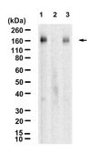 Anti-p-VEGFR2 (Tyr1059) Antibody, clone 4C22-H1 ZooMAb® Rabbit Monoclonal recombinant, expressed in HEK 293 cells