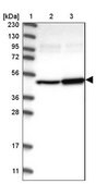 Anti-ITFG1 antibody produced in rabbit Prestige Antibodies&#174; Powered by Atlas Antibodies, affinity isolated antibody, buffered aqueous glycerol solution, Ab2