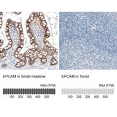 Monoclonal Anti-EPCAM antibody produced in mouse Prestige Antibodies® Powered by Atlas Antibodies, clone CL6313, purified immunoglobulin, buffered aqueous glycerol solution