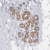 抗-RUNX1 兔抗 Prestige Antibodies&#174; Powered by Atlas Antibodies, affinity isolated antibody, buffered aqueous glycerol solution