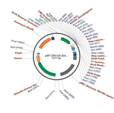 PSF-CMV-UB-ZEO-SV40 ORI SBFI - ZEOCIN RESISTANT / SV40 ORIGIN PLASMID plasmid vector for molecular cloning