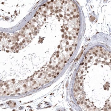 Anti-ISG20L2 antibody produced in rabbit Prestige Antibodies&#174; Powered by Atlas Antibodies, affinity isolated antibody, buffered aqueous glycerol solution