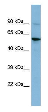Anti-ERVW-1 (N-terminal) antibody produced in rabbit affinity isolated antibody