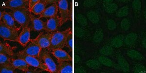 Anti-ALKBH5 Antibody, clone 6G7 ZooMAb® Rabbit Monoclonal recombinant, expressed in HEK 293 cells