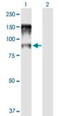 Anti-NCBP1 antibody produced in mouse IgG fraction of antiserum, buffered aqueous solution