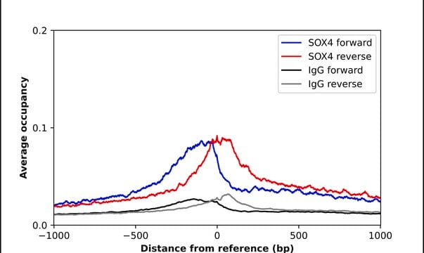 Anti-SOX4 antibody produced in rabbit Prestige Antibodies&#174; Powered by Atlas Antibodies, affinity isolated antibody, buffered aqueous glycerol solution