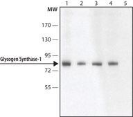 Anti-Glycogen Synthase 1 (N-terminal) antibody produced in rabbit ~1.5 mg/mL, affinity isolated antibody