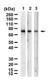 Anti-CARD8 Antibody, clone 1C23 ZooMAb® Rabbit Monoclonal recombinant, expressed in HEK 293 cells