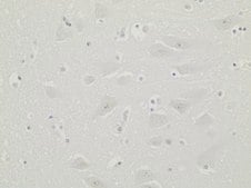 抗-C9ORF72/C9RANT（poly-GR）抗体，克隆5A2 clone 5A2, 1 mg/mL, from rat