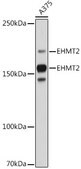 Anti-EHMT2 Antibody, clone 2I0Q4, Rabbit Monoclonal