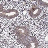 Anti-NDUFC1 antibody produced in rabbit Prestige Antibodies&#174; Powered by Atlas Antibodies, affinity isolated antibody, buffered aqueous glycerol solution