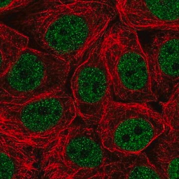 Anti-CHTF18 antibody produced in rabbit Prestige Antibodies&#174; Powered by Atlas Antibodies, affinity isolated antibody