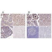 Anti-FUCA1 antibody produced in rabbit Prestige Antibodies&#174; Powered by Atlas Antibodies, affinity isolated antibody