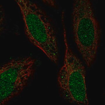 Anti-Znf641 Antibody Produced In Rabbit Prestige Antibodies&#174; Powered by Atlas Antibodies, affinity isolated antibody, buffered aqueous glycerol solution