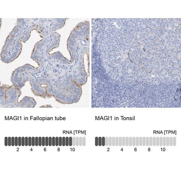 Anti-MAGI1 antibody produced in rabbit Prestige Antibodies&#174; Powered by Atlas Antibodies, affinity isolated antibody, buffered aqueous glycerol solution, ab2