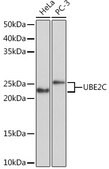 Anti-UBE2C Antibody, clone 5G5L9, Rabbit Monoclonal