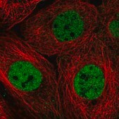 Anti-RBM7 antibody produced in rabbit Prestige Antibodies&#174; Powered by Atlas Antibodies, affinity isolated antibody, buffered aqueous glycerol solution