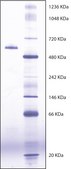 Butyrylcholinesterase from equine serum Suitable for manufacturing of diagnostic kits and reagents, ≥900 units/mg protein