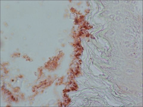 抗胆囊收缩素(26-33) (CCK-8) 兔抗 whole antiserum