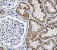 Anti-Mitochondria Antibody, clone 113-1, Biotin Conjugate clone 113-1, from mouse, biotin conjugate