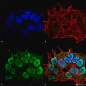 Monoclonal Anti-Nrcam - Atto 594 antibody produced in mouse clone S364-51, purified immunoglobulin
